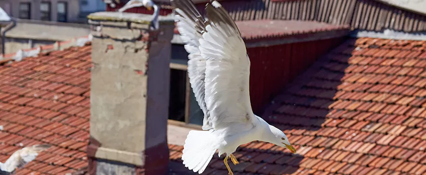 Residential Chimney Animal Removal Solution in Blacksburg, VA