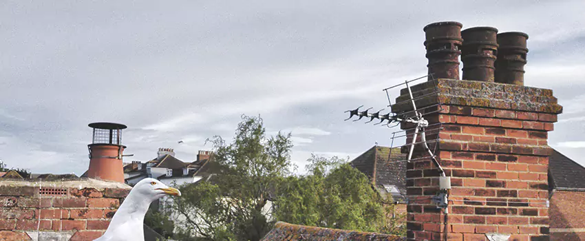 Chimney Cleaning And Restoration in Blacksburg, Virginia